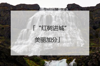 “红树进城” 美丽加分