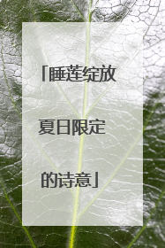 睡莲绽放 夏日限定的诗意