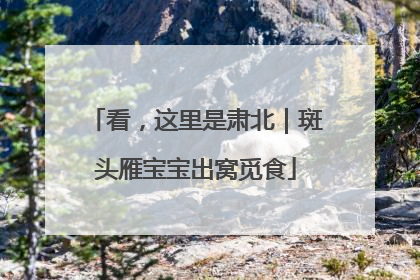 看，这里是肃北｜斑头雁宝宝出窝觅食