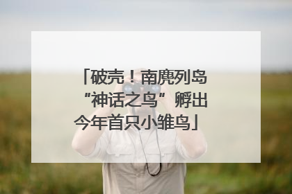 破壳！南麂列岛“神话之鸟”孵出今年首只小雏鸟