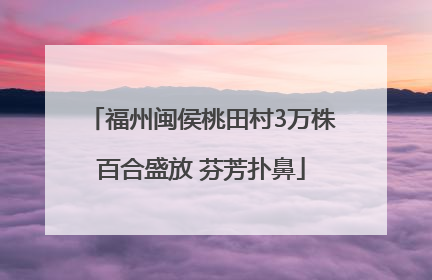 福州闽侯桃田村3万株百合盛放 芬芳扑鼻