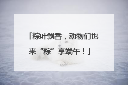 粽叶飘香，动物们也来“粽”享端午！