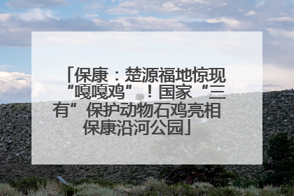 保康：楚源福地惊现“嘎嘎鸡”！国家“三有”保护动物石鸡亮相保康沿河公园