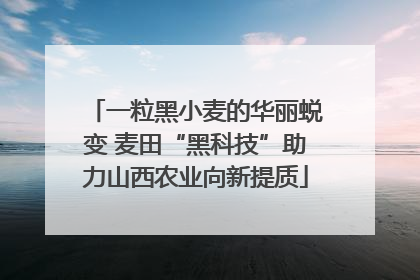 一粒黑小麦的华丽蜕变 麦田“黑科技”助力山西农业向新提质