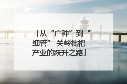 从“广种”到“细管” 关岭枇杷产业的跃升之路