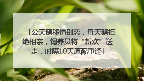 公天鹅移情别恋，母天鹅拒绝相亲，饲养员将“新欢”送走，时隔10天原配重逢