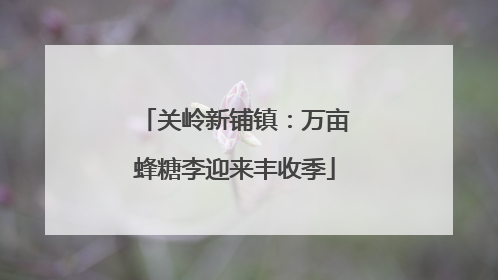 关岭新铺镇：万亩蜂糖李迎来丰收季