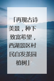 再现古诗美景，种下致富希望，西湖景区村民自发茶园植树