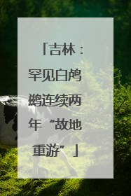 吉林：罕见白鸬鹚连续两年“故地重游”