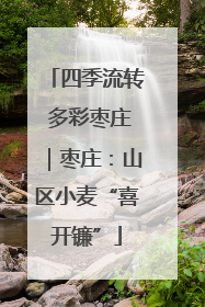 四季流转 多彩枣庄｜枣庄：山区小麦“喜开镰”