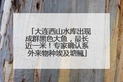 大连西山水库出现成群黑色大鱼，最长近一米！专家确认系外来物种埃及塘鲺