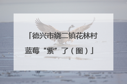 德兴市绕二镇花林村蓝莓“紫”了（图）