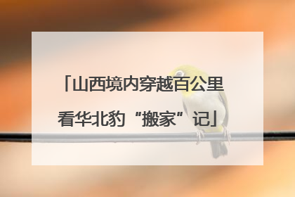山西境内穿越百公里 看华北豹“搬家”记