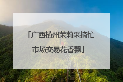 广西横州茉莉采摘忙 市场交易花香飘
