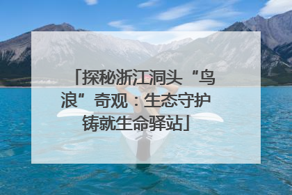探秘浙江洞头“鸟浪”奇观：生态守护铸就生命驿站