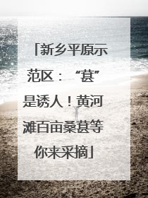 新乡平原示范区：“葚”是诱人！黄河滩百亩桑葚等你来采摘