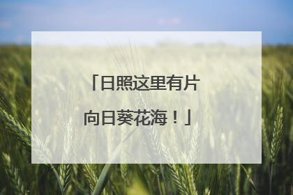 日照这里有片向日葵花海！