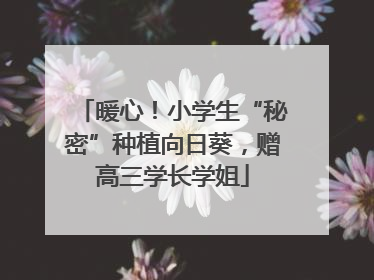 暖心！小学生“秘密”种植向日葵，赠高三学长学姐