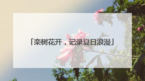 栾树花开，记录夏日浪漫