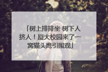 树上排排坐 树下人挤人！厦大校园来了一窝猫头鹰引围观