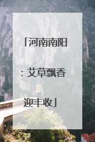 河南南阳：艾草飘香迎丰收