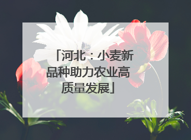 河北：小麦新品种助力农业高质量发展