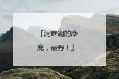 洞庭湖的麋鹿，最野！