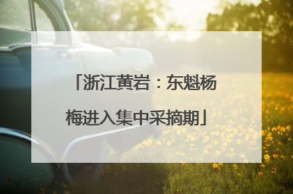 浙江黄岩：东魁杨梅进入集中采摘期