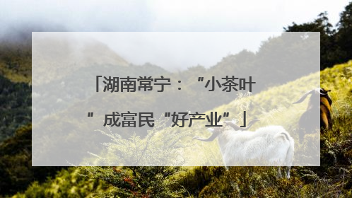 湖南常宁：“小茶叶”成富民“好产业”