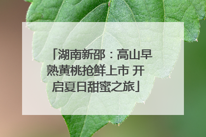 湖南新邵：高山早熟黄桃抢鲜上市 开启夏日甜蜜之旅