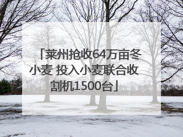 莱州抢收64万亩冬小麦 投入小麦联合收割机1500台