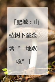 肥城：山楂树下藏金薯“一地双收”