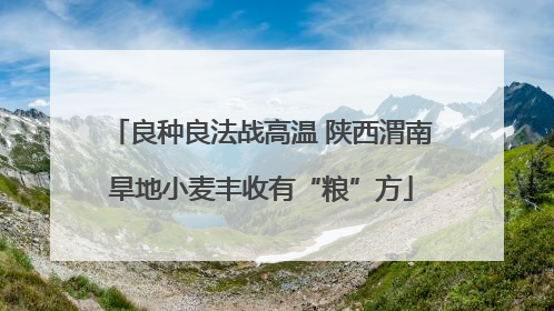 良种良法战高温 陕西渭南旱地小麦丰收有“粮”方