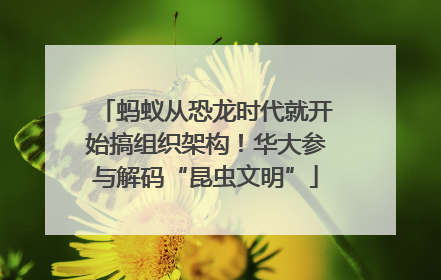 蚂蚁从恐龙时代就开始搞组织架构！华大参与解码“昆虫文明”