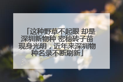 这种野草不起眼 却是深圳新物种 密穗砖子苗现身光明，近年来深圳物种名录不断刷新