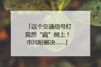这个交通信号灯竟然“藏”树上！市民盼解决……