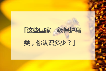 这些国家一级保护鸟类，你认识多少？