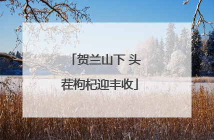 贺兰山下 头茬枸杞迎丰收