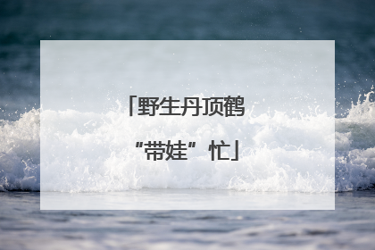 野生丹顶鹤“带娃”忙