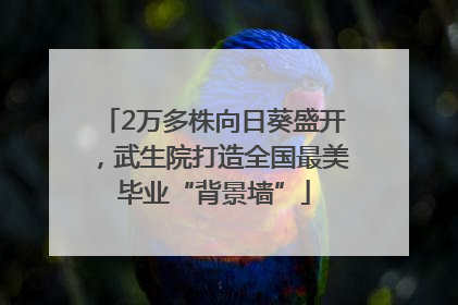 2万多株向日葵盛开，武生院打造全国最美毕业“背景墙”