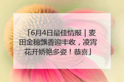 6月4日最佳情报｜麦田金穗飘香迎丰收，凌霄花开娇艳多姿！恭喜